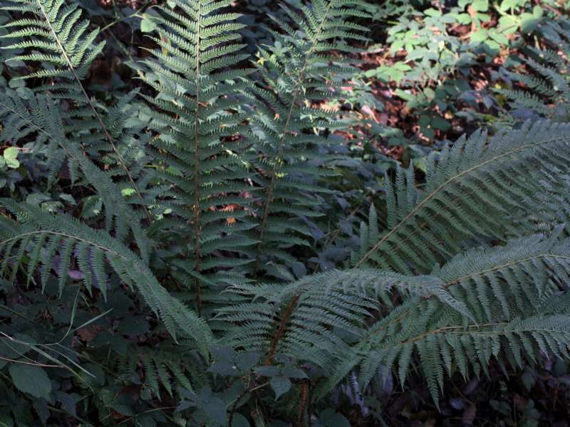 Polystichum setiferum